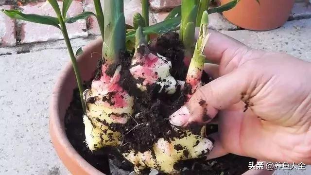 花盆里埋一块生姜，3个月长出小姜崽，1盆结2斤吃不完