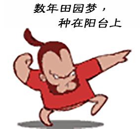 养兰新手用啥盆,最简单的养兰植料