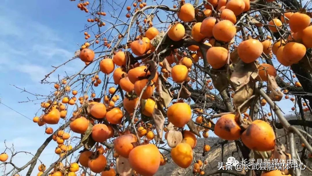 大美长武全部视频,把大好河山收藏