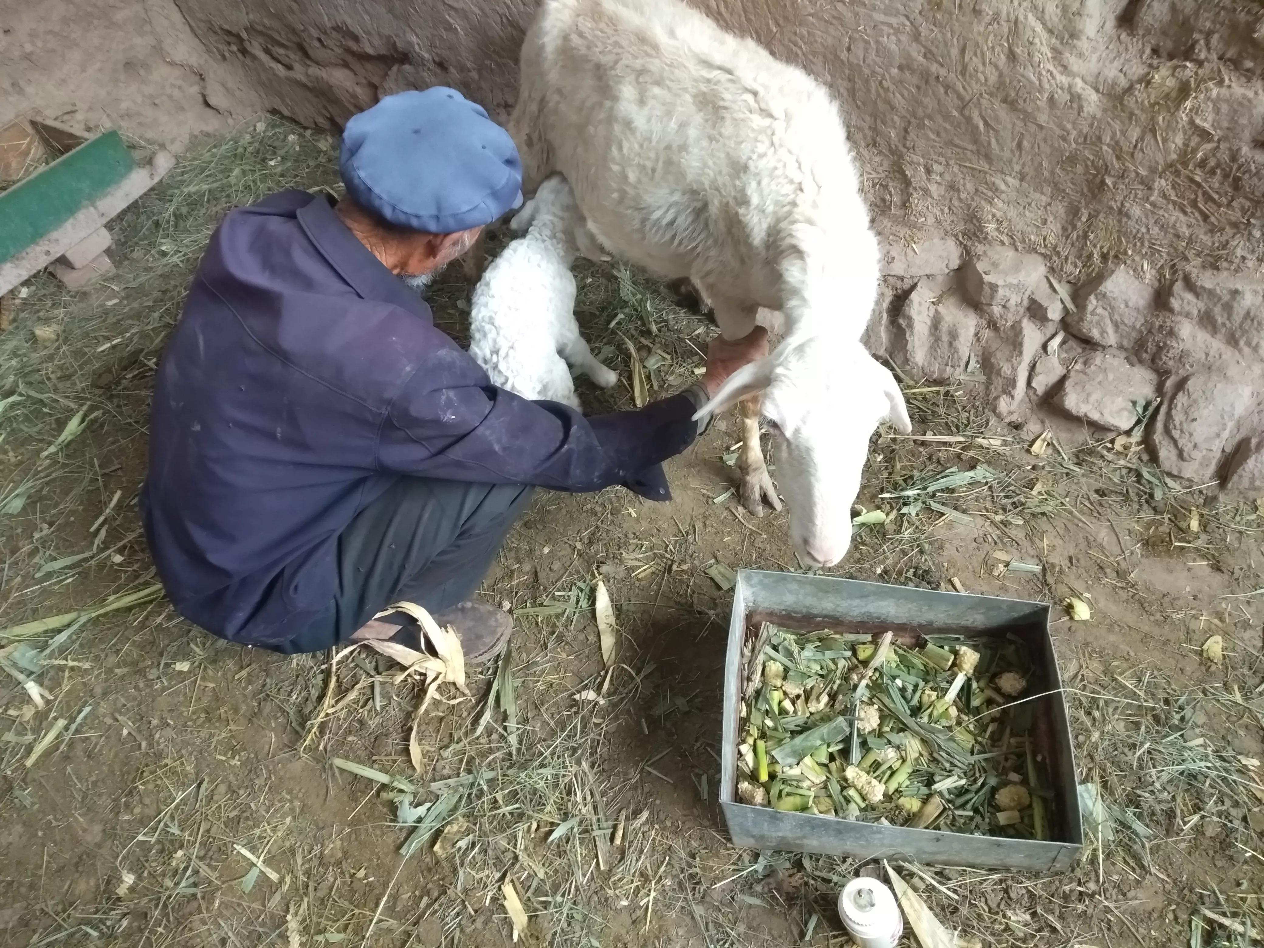 养羊赚钱技巧牢记这六句话,养羊怎样才能快速赚钱