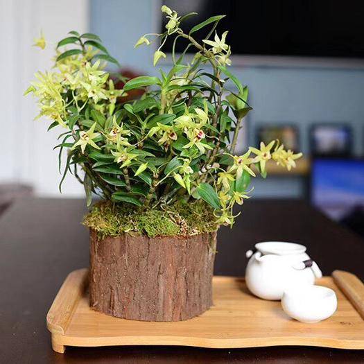 石斛兰的正确养护方法,石斛兰养护的小技巧