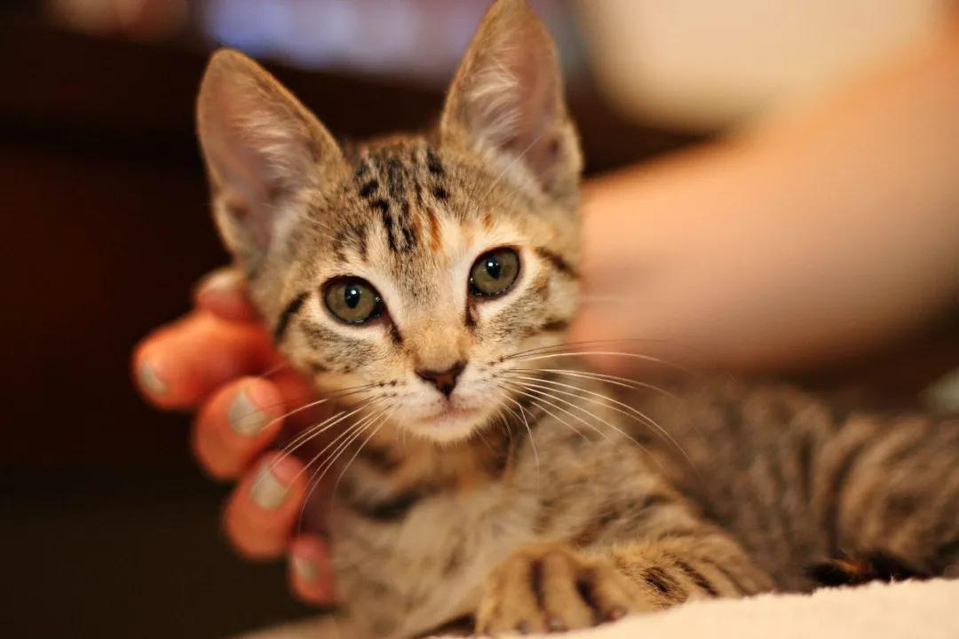 养猫会给家庭带来快乐,养猫会给人带来的好运