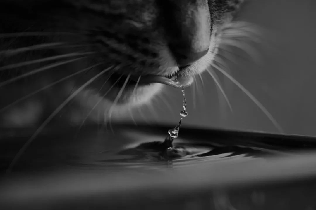 养小猫攻略,养2个月小猫攻略