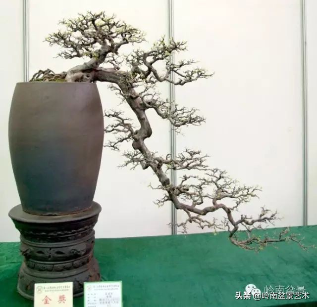 榆树盆景何时修剪最好,盆景怎样修剪最好看