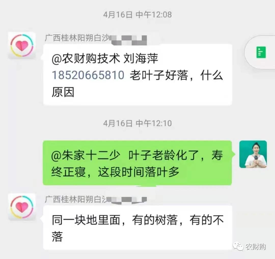 柑橘树现在落叶怎么回事,柑橘现在会黄落叶这是怎么了
