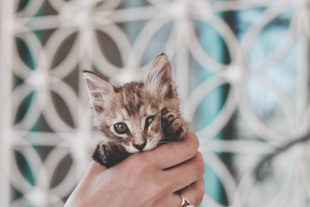 养小猫攻略,养2个月小猫攻略