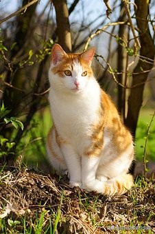猫来穷狗来富有用吗,猫来穷狗来富真正的意义是什么