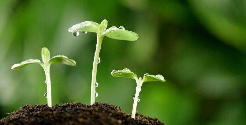 防细菌病害的药剂,防治细菌的特效药