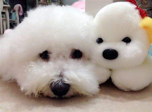 比熊犬的7大优点是什么,比熊犬最大的缺点是什么