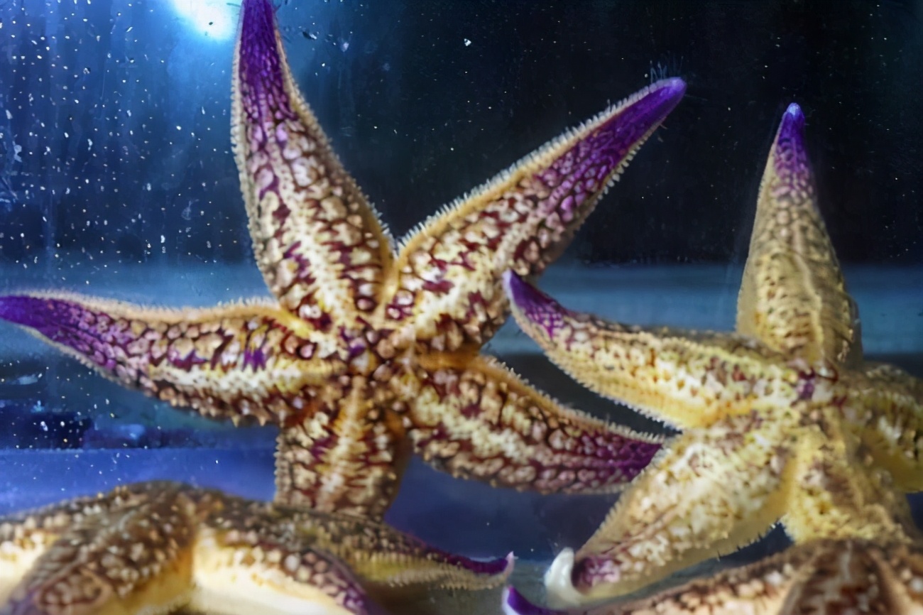 海星入侵有多惨,青岛入侵海星泛滥现状