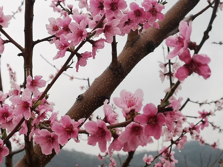 4月份飞雪对农作物的影响,4月飞雪正常吗