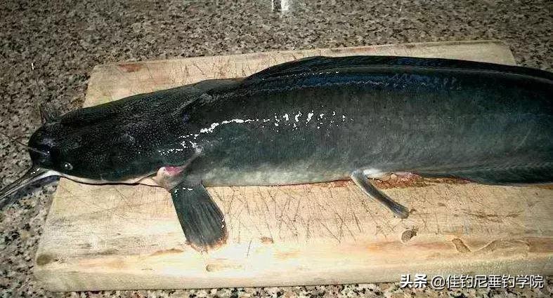 港里钓的鱼有柴油味儿能吃吗,钓的鱼有柴油味能吃吗