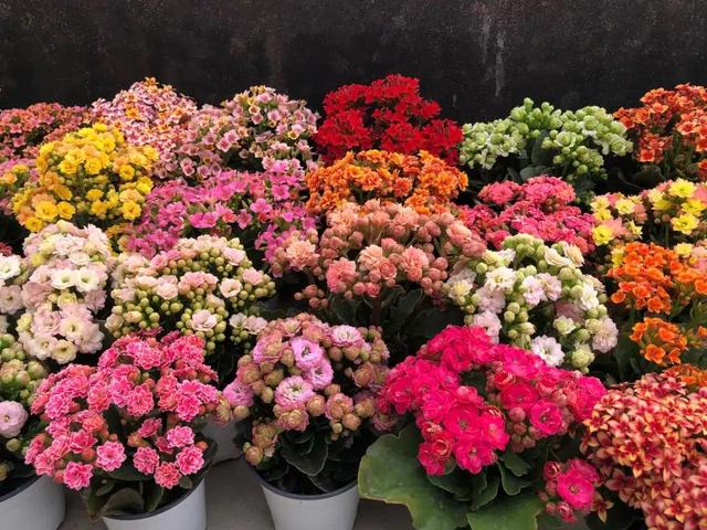 寓意财旺的花,十大吉祥花开图片