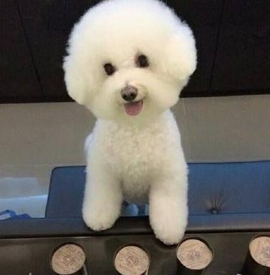 面对不听话的比熊犬该怎么办呢,比熊犬不爱吃食是怎么回事