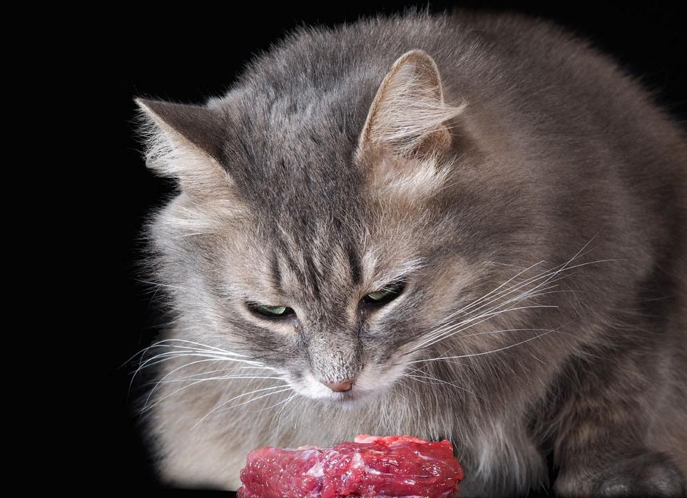 美短猫大便太臭怎么回事,猫几天不大便怎么办