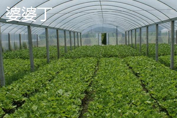 种植野菜的前景,大棚种植的野菜有哪些