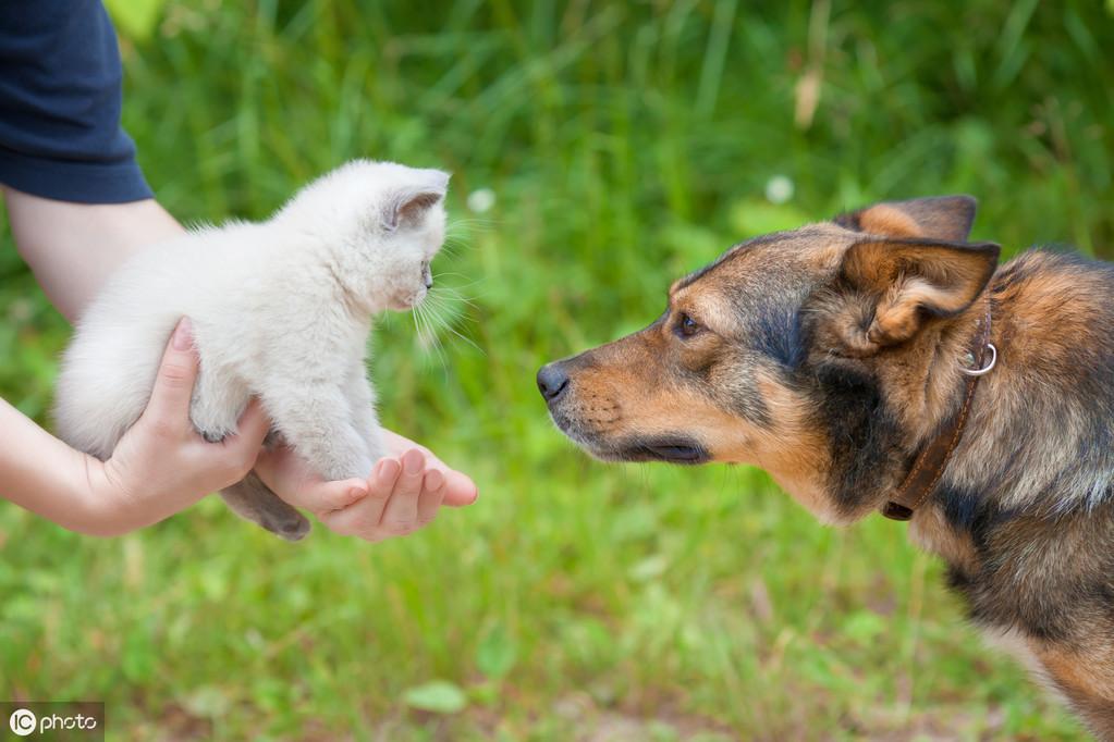 人生赢家就是猫狗双全,养狗和猫怎么让猫狗和平相处