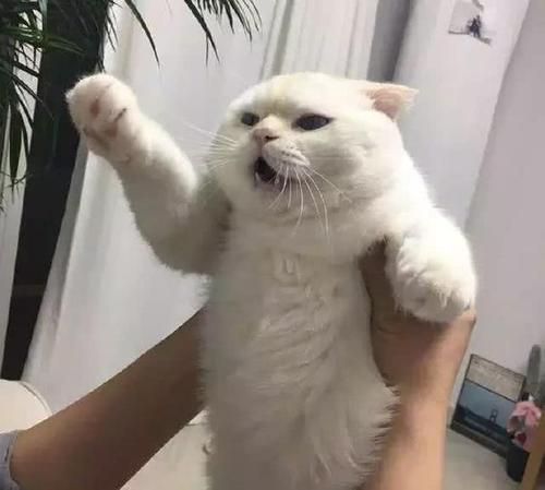 如何正确抱猫咪,猫咪走路的正确姿势