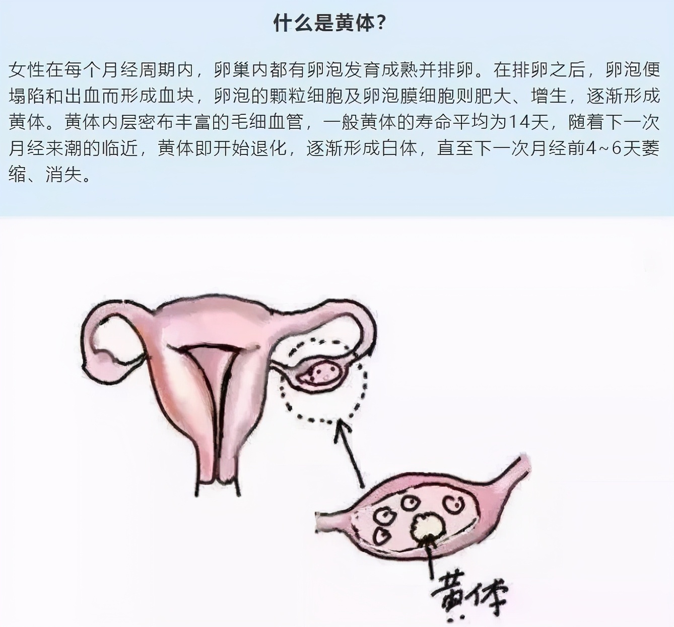经期怎么减肥最快瘦全身,经期减肥快速瘦20斤