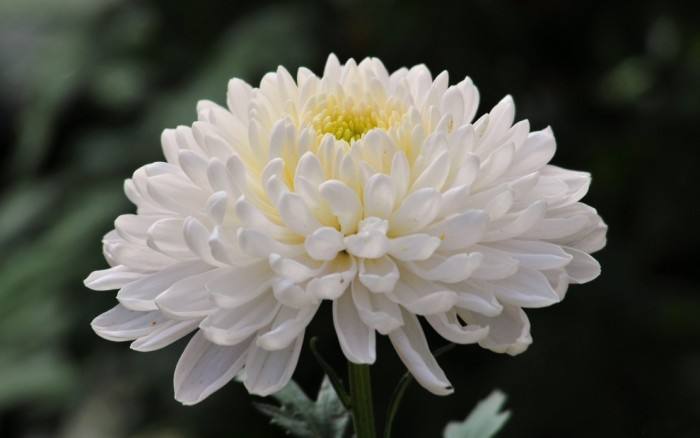 菊花常见病虫害及防治技术,什么菊花四季开花无病虫害