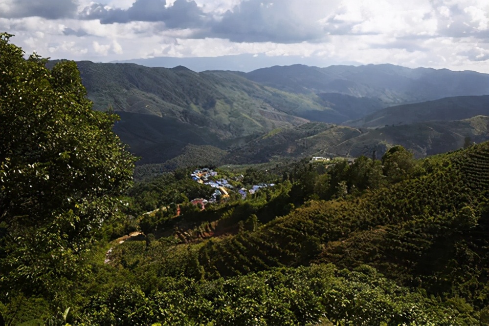 巴达山普洱茶核心产区,巴达山普洱茶特点及价格