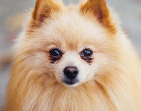 俊介博美犬,俊介型博美