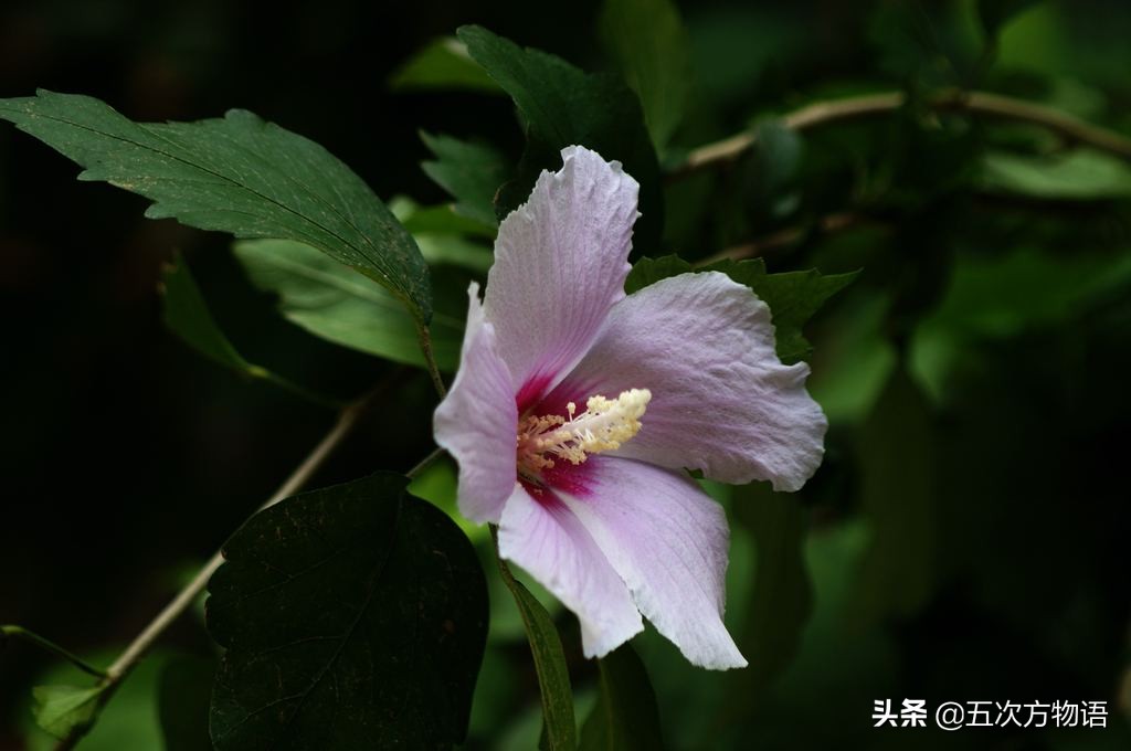 木槿花也可以这么美,木槿花有什么好吃的