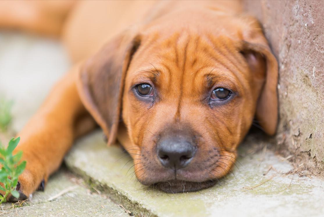 建议老年犬吃这些食物对身体好,老年犬需要补充什么营养