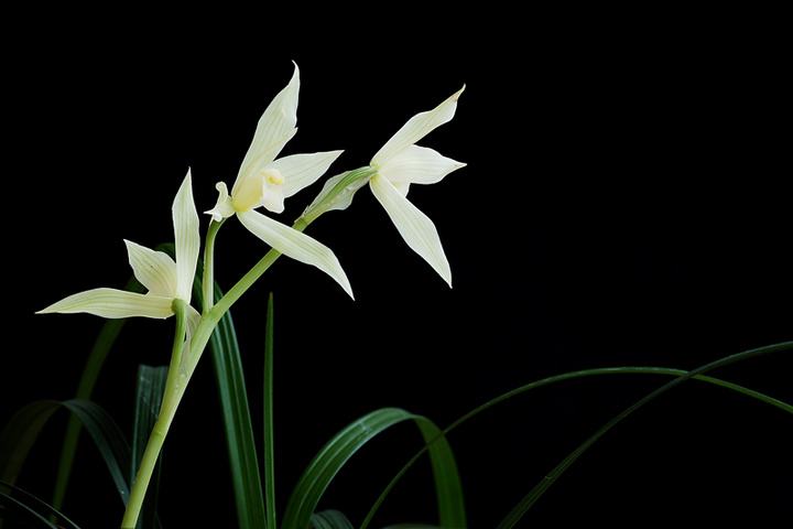 建兰花如何养护,建兰花几月份开花