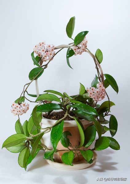 可以除甲醛又对猫咪无害的植物,对猫猫无害的植物花卉