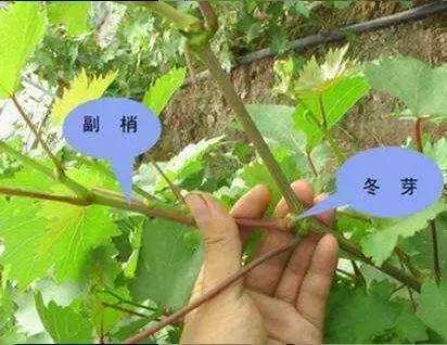 葡萄种植技术基本知识,葡萄种植技术视频培训