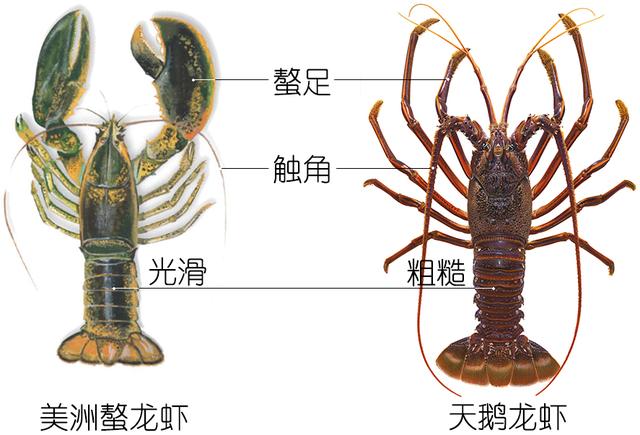 罗氏虾怎么辨别有没有膏,罗氏虾虾苗怎么分辨真假