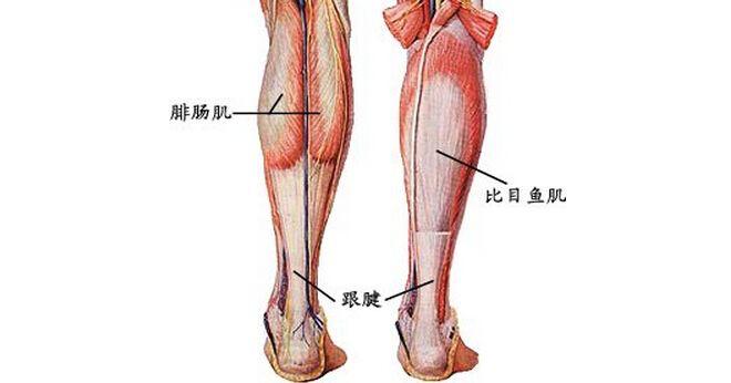 如何让小腿肌肉的训练效果最大化？练小腿不粗反而更细