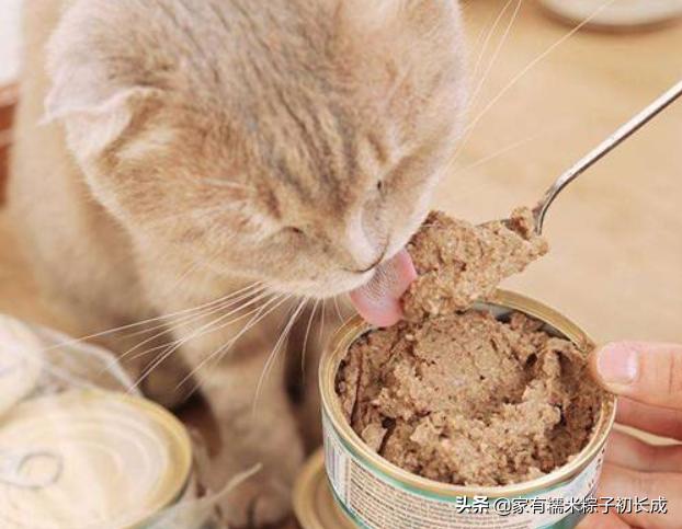 还在只给猫咪喂猫粮吗,到底该给猫咪选什么猫粮