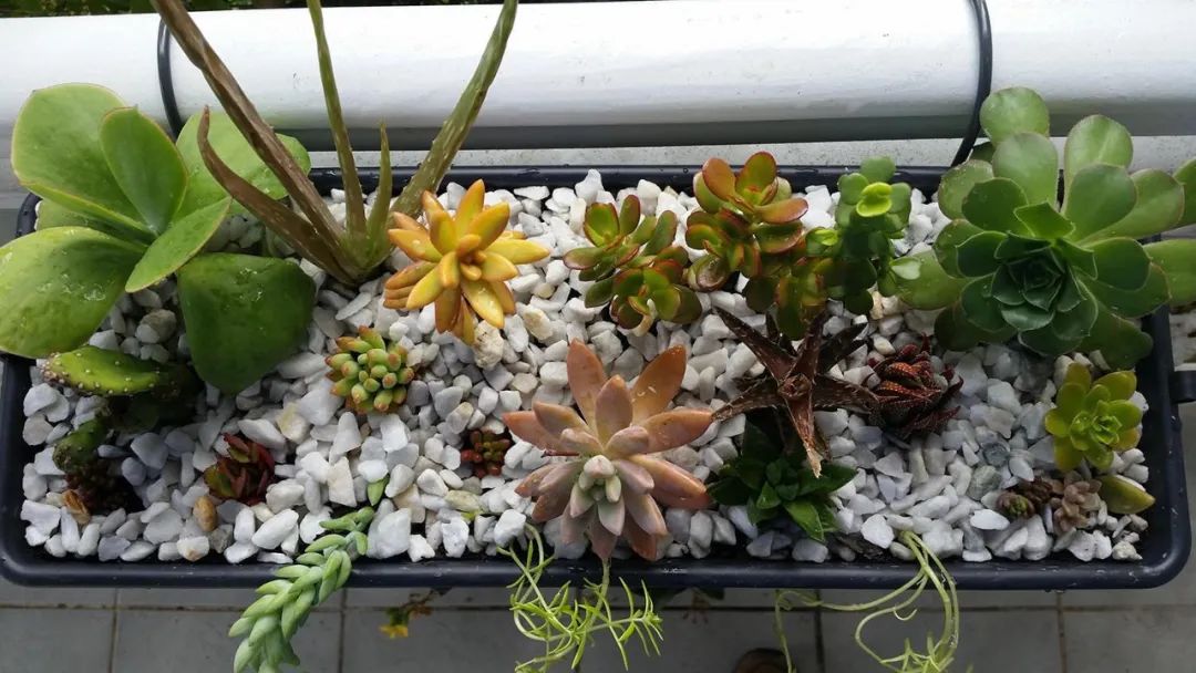 多肉植物怎样养新手入门篇,新手养多肉植物需要掌握的8点