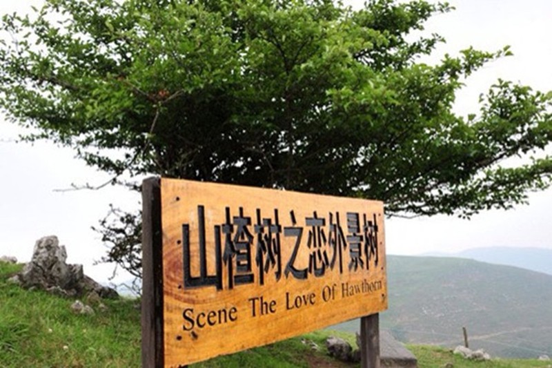 鐩哥害灞辨鏍戜箣鎭嬫儏瀹氱櫨閲岃崚,娓呭噳鐧鹃噷鑽掓儏瀹氬北妤傛爲