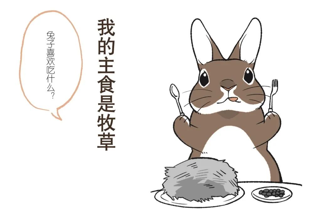 兔子不好,养兔子的小技巧