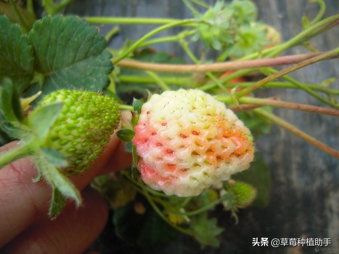草莓白粉的原因,草莓得了白霜病还有救吗