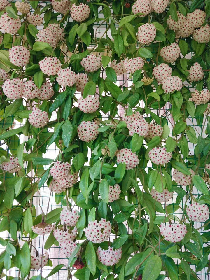 18种院子好看的花儿,18种漂亮的花