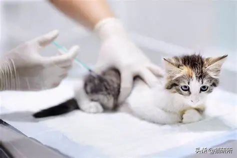 猫咪接种疫苗后局部红肿怎么处理,猫咪接种疫苗后哪些反应是正常的