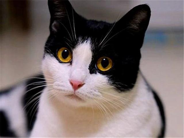 猫咪晚上看不见主人吗,猫咪夜晚看不见能找到吃的吗