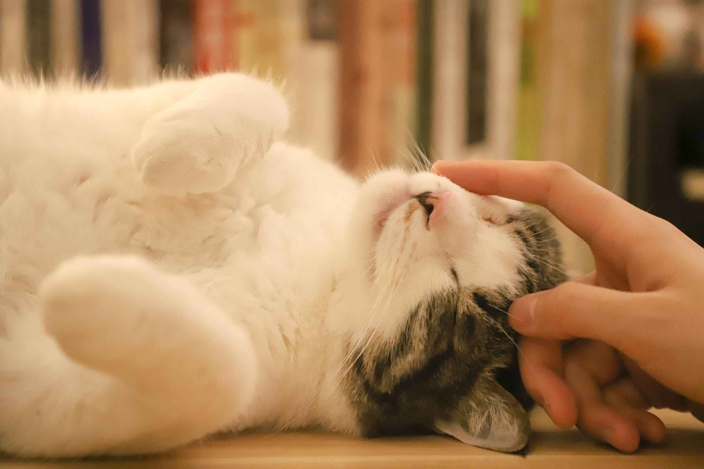如何用猫语告诉猫咪你别害怕,教你读懂猫咪的9种“喵语”