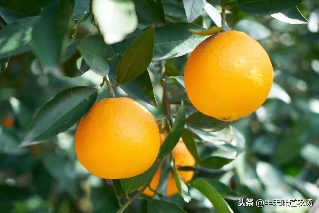 如何挑选多汁薄皮的橙子,怎么挑选又大又甜的橙子