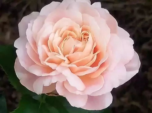 世界十大罕见花卉,世界名贵花卉高清大图