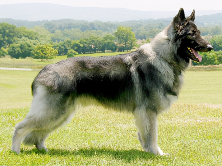 德国牧羊犬种类多：听说东德比西德更强？然而东德牧羊犬并不存在