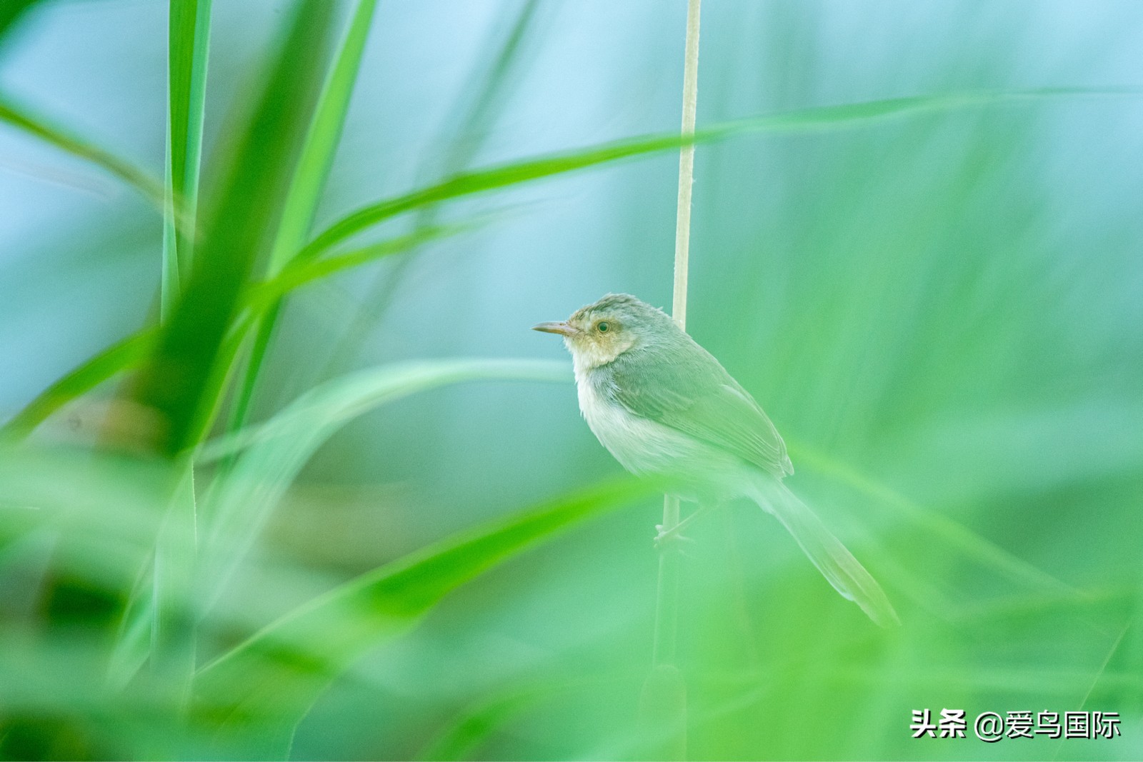 鸟类欣赏,鸟类观鸟图片