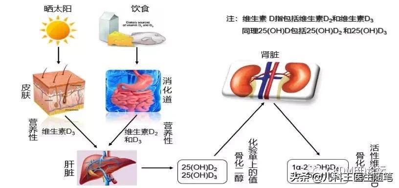 抽血化验维生素d标准,抽血查维生素d准确吗