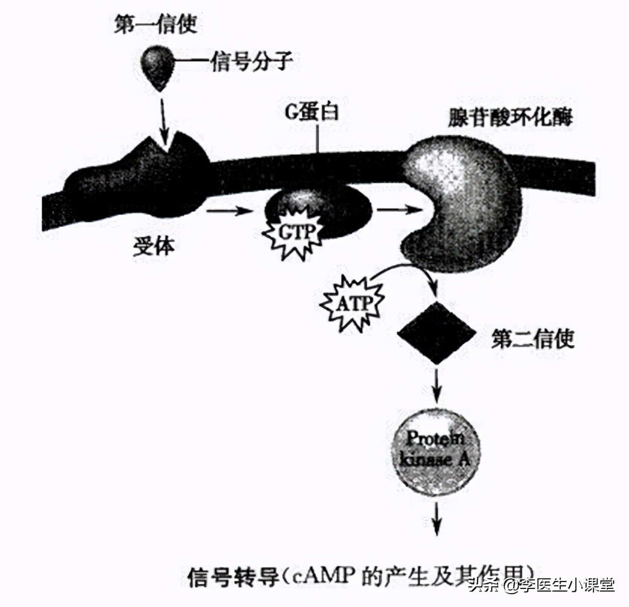 冠心病的诱发原因及症状有哪些,冠心病是怎么引起的讲解文字