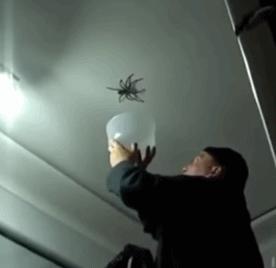 捕捉蜘蛛器,引诱蜘蛛神器