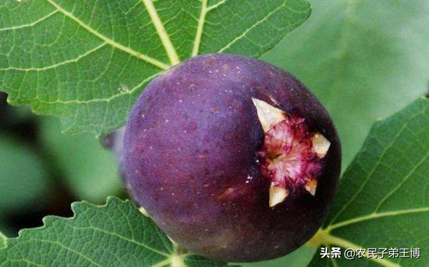 无花果生虫怎么管理,无花果夏季烂果怎么管理